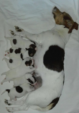 D-DOGs & D-DOG-Innen: D-AUERNUCKELN steht am Programm...